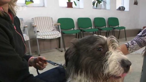 Nabídka psů ze Spáleného Poříčí