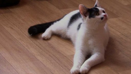 Spolek pro kočku Příbram