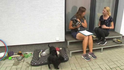 Jak správně koupit psa