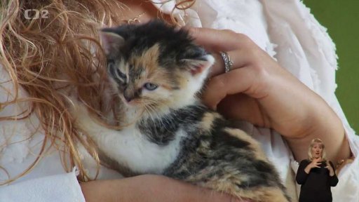 Nabídka koťátek z Bez maminky z. s.