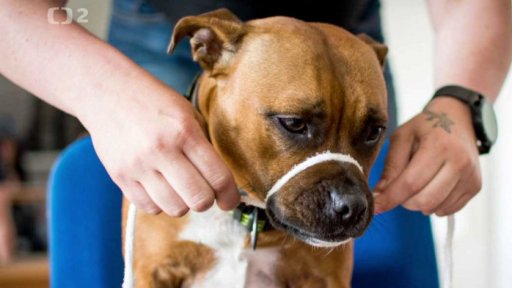 První pomoc pro psa