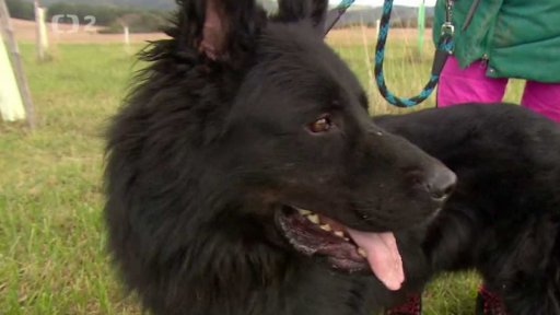 Nabídka psů z Němčovic