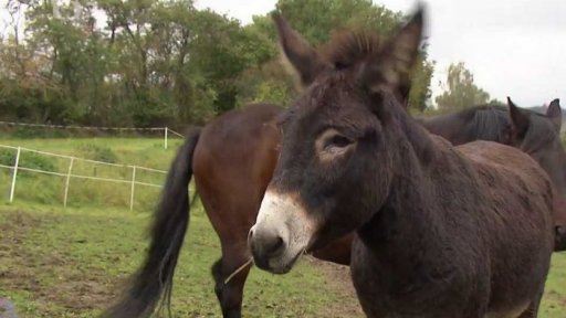 Zachráněný Marcello