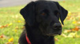 Záchráněná labradorka Terezka