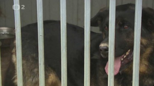 Útulky už nepraskají ve švech