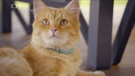 Agresivní Modřej: v čem je problém?