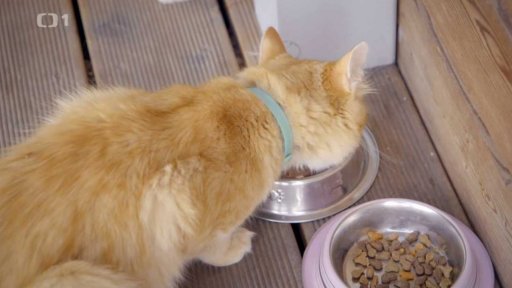 Agresivní Modřej: seznámení s koučem