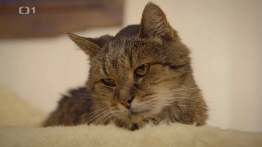 Stařičký Macík: triky a rady