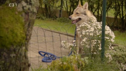 Tvrdohlavý Guess: po měsíci