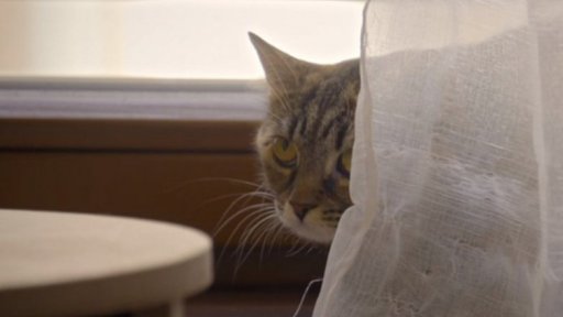 Bázlivá Vinky: v čem je problém?