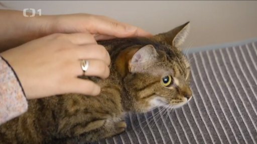 Bázlivá Vinky: seznámení s koučem