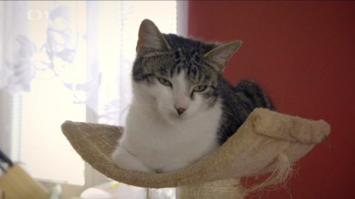 Dominantní Nela: v čem je problém?