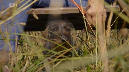 Nepořádná Elsa: triky a rady