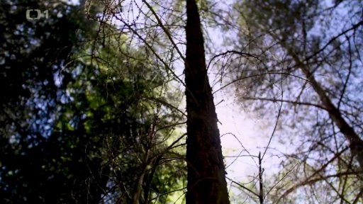 Městské lesy Hradec Králové