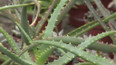 Pěstování aloe