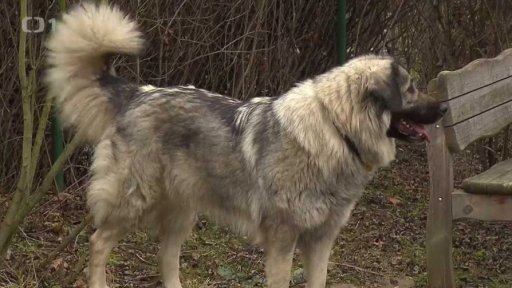 Chov ovčáckých psů