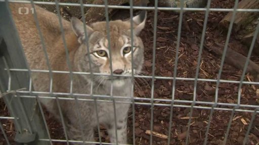 Chov kočkovitých šelem