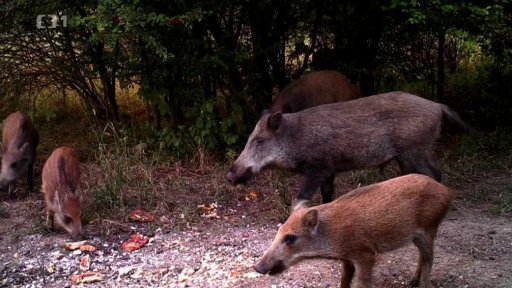 Zabezpečení zahrady