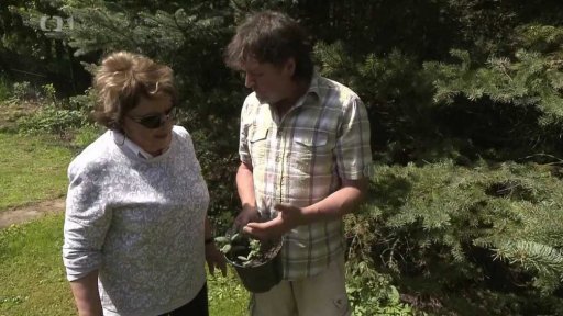 Repelentní rostlina