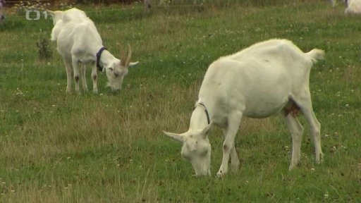 Chov českých bílých koz