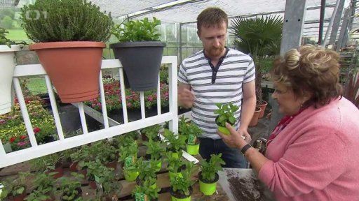 Pěstování stévie