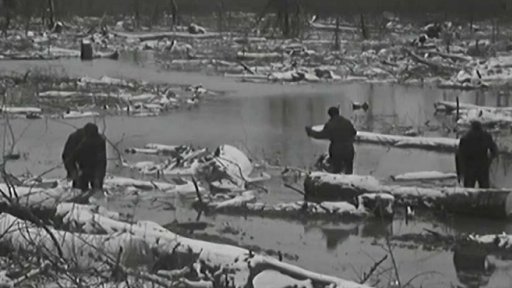 Záchrana dřeva na Dunajských ostrovech