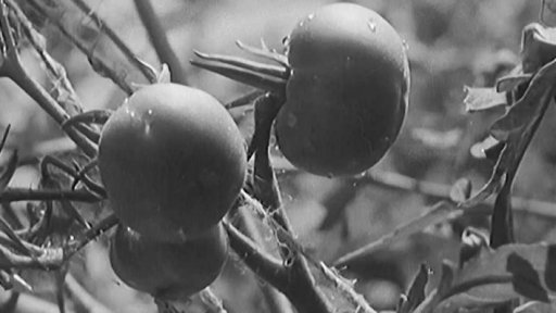 Podzemní zřídla ohřívají skleníky