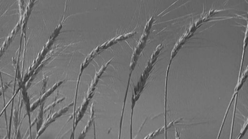 V tádžickém sovchoze začaly žně