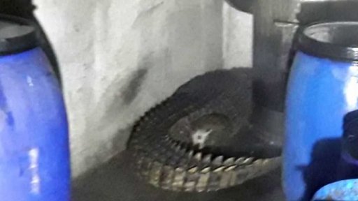 Hasiče překvapil krokodýl