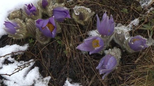 Koniklecové hlídky