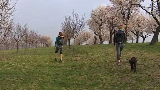 Mandloně na jižní Moravě