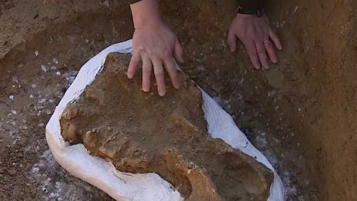 Lebka vyhynulého nosorožce