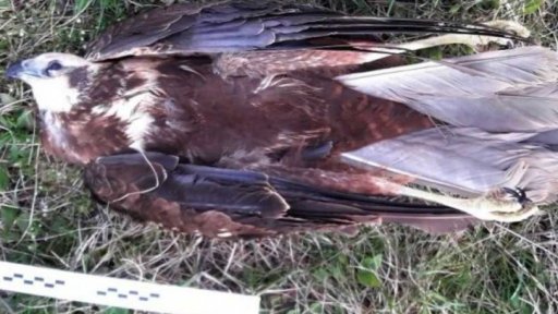 Trest za trávení zvěře