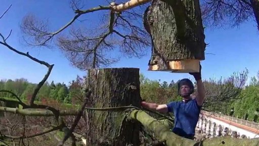 Kácení 130 let staré borovice