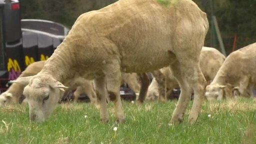 Návrat ovcí na krkonošské pastviny