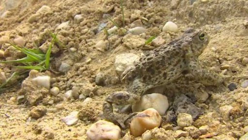 Rozmnožování nejvzácnější žáby v ČR