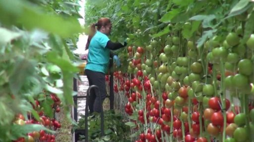 Pěstování rajčat v Tušimicích