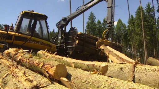 Kácení kůrovcového dřeva na Ostaši