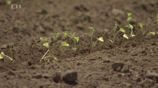 Globální problémy se suchem