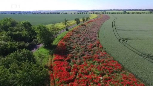 Pomoc ohroženým druhům hmyzu