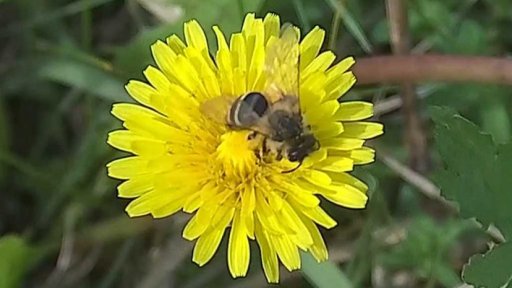 Ochrana ohrožených rostlin