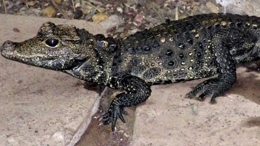 V Ostravě utekl krokodýl