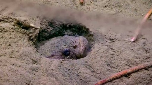 Unikátní záběry ze dna oceánu