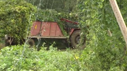 Začala sklizeň chmele
