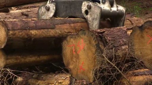 Cena dřeva začala růst