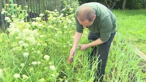 Úroda napadená plísněmi