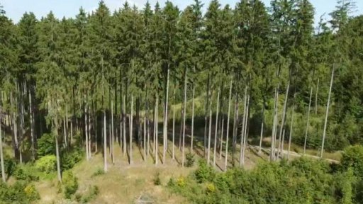 Obnova lesů díky počasí