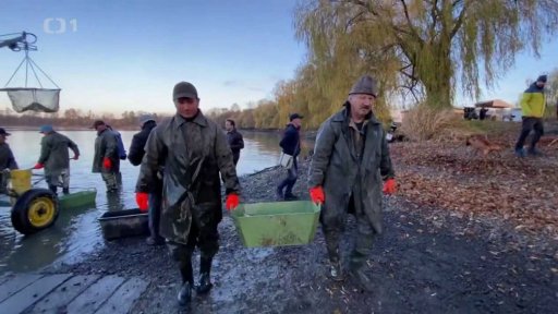 Výlov rybníku Bezruč v Pododří