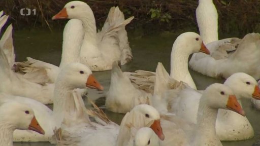 Svatomartinské husy