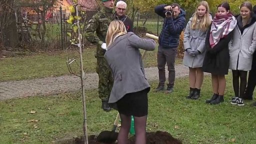 Sázení lidické hrušně